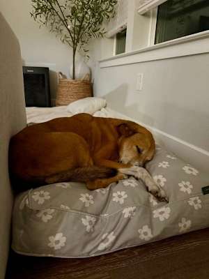 Beau - Photo 3