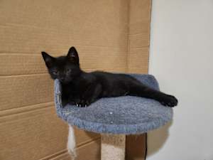 Rocket - Photo 2