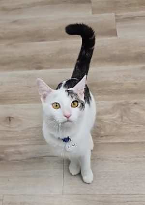 Zuko - Photo 1