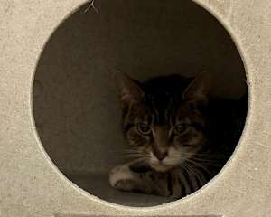 Miss Purr - Photo 1