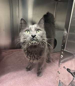 The Grey Catsby - Photo 1