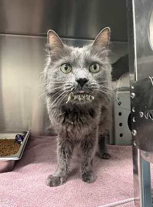 The Grey Catsby - Photo 2
