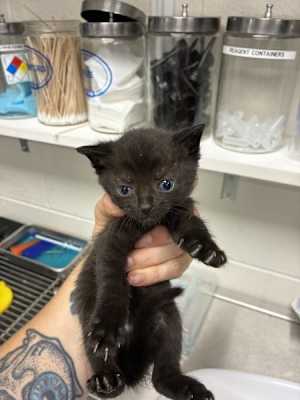 Jiji - Photo 1