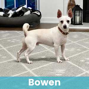 Bowen - Photo 1