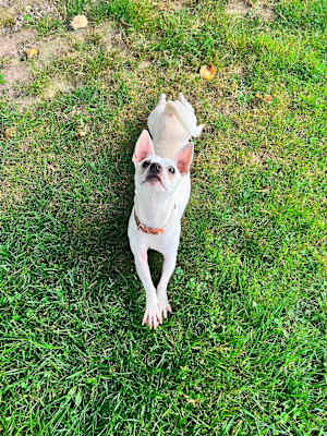 Bowen - Photo 3