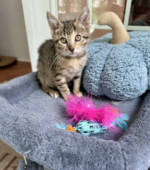 Fresca - Photo 2