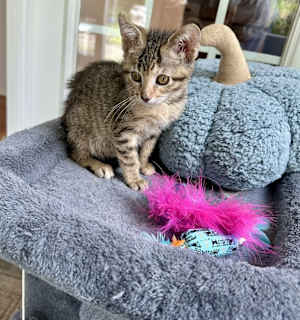Fresca - Photo 3
