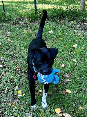 Ace (in Foster) - Photo 2