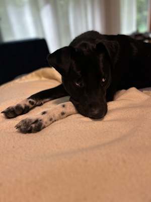 Ace (in Foster) - Photo 3