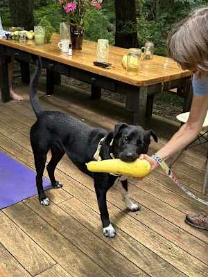 Ace (in Foster) - Photo 4