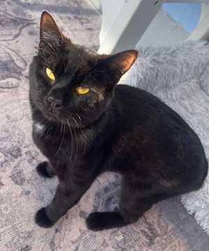 Merlin - Photo 1