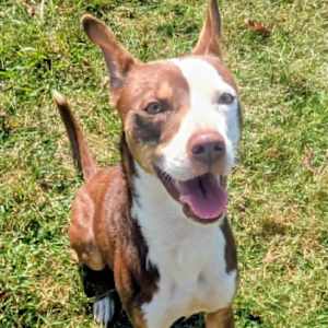 Roscoe - Photo 2