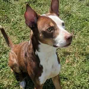 Roscoe - Photo 3