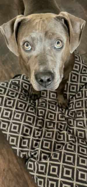 Trixie - Photo 1