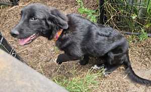 Trixie - Photo 2