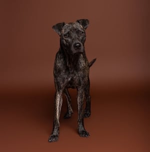 Lucky Charm - Photo 2