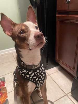 Roscoe - Photo 1