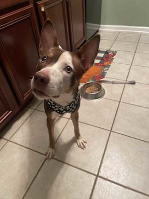 Roscoe - Photo 4