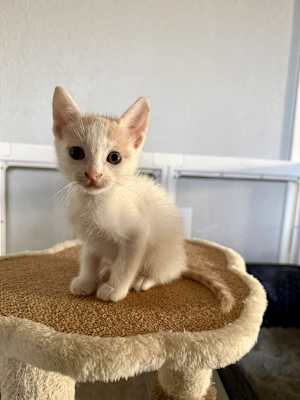 Achilles - Photo 3