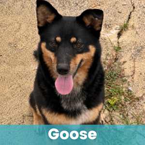 Goose - Photo 1