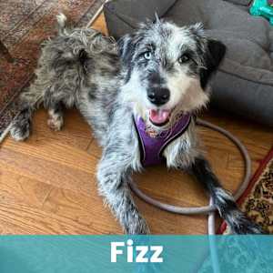 Fizz - Photo 1