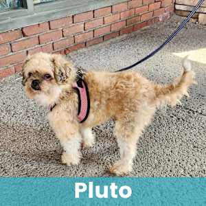 Pluto - Photo 1