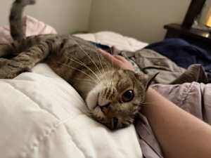 Stripey - Photo 4