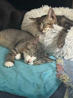 Artemis and Adonis - Photo 1