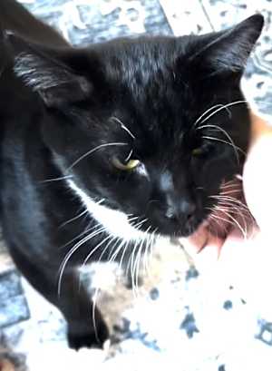 Ollie - Photo 3