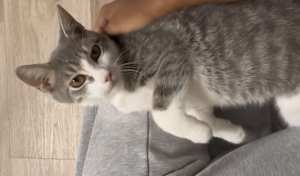 Fava 2 - Photo 2
