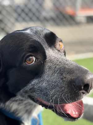 Archie - Photo 1