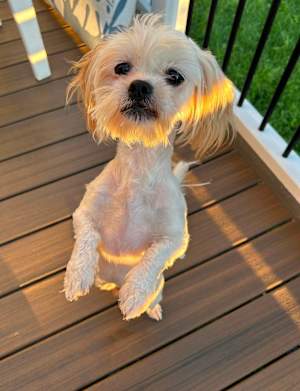 Max - Photo 4