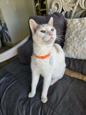 Simba 4 - Photo 1