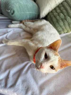 Simba 4 - Photo 2