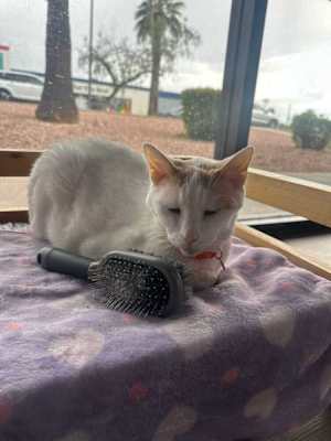 Simba 4 - Photo 3