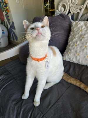 Simba 4 - Photo 4