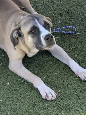 Rosey - Photo 2