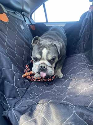 Wilbur - Photo 1