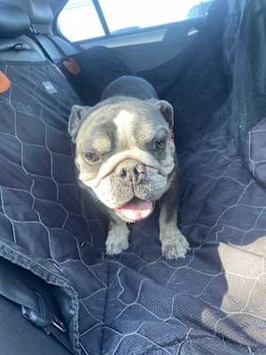 Wilbur - Photo 2