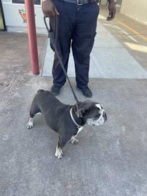 Wilbur - Photo 4