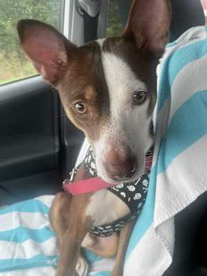 Banjo - Photo 1
