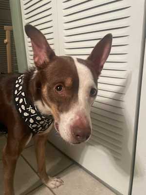 Banjo - Photo 2