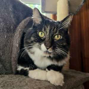 Gayla (aka Bella) - Photo 2