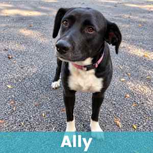 Ally - Photo 1