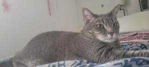 Lola 4 - Photo 3
