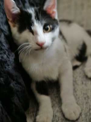 Panda (bonded to Milo) - Photo 2