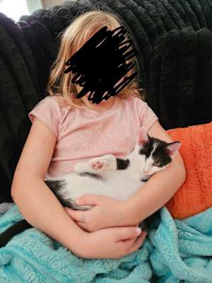 Panda (bonded to Milo) - Photo 3