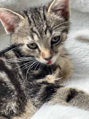 Cody (bonded to Colby) - Photo 3