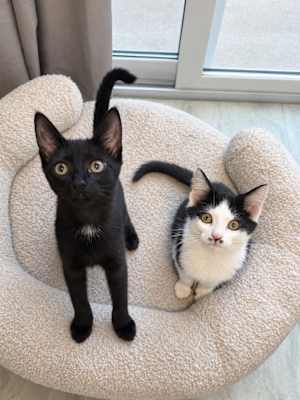 Sienna (Bonded to Pip) - Photo 1