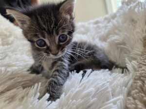PIPER - Photo 1